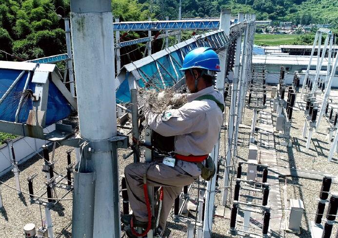 國網(wǎng)福安供電公司:帶電清理鳥窩 確保電網(wǎng)安全