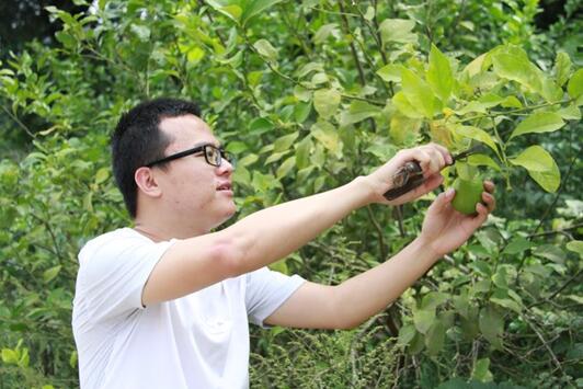 國網樂至縣供電分公司：檸檬飄香玉米黃　騎龍廟村迎來“豐收季”